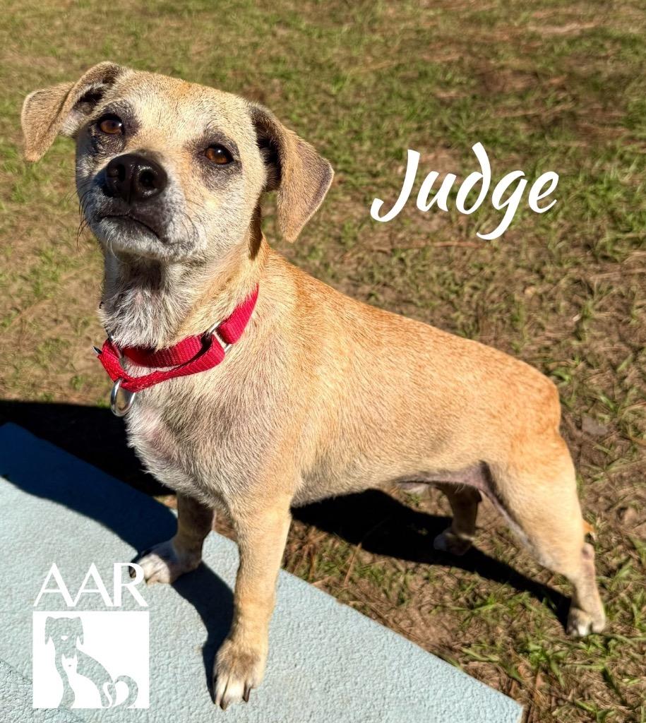 Enlarge Judge, a Adoptable Chihuahua in Magnolia, TX image 4/4