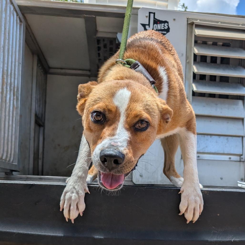 Birdie, a Adoptable mixed breed in Buchanan Dam, TX image 1/2