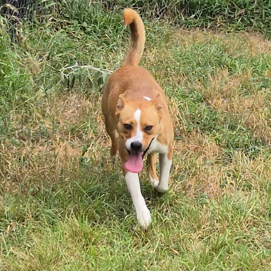 Birdie, a Adoptable mixed breed in Buchanan Dam, TX image 2/2