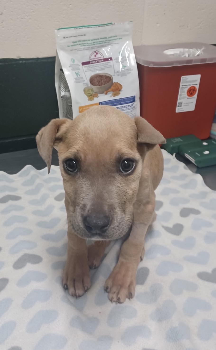 Enlarge Beta Boo- sweetest girl looking for loving home., a Adoptable Mixed Breed in Minneapolis, MN image 5/5