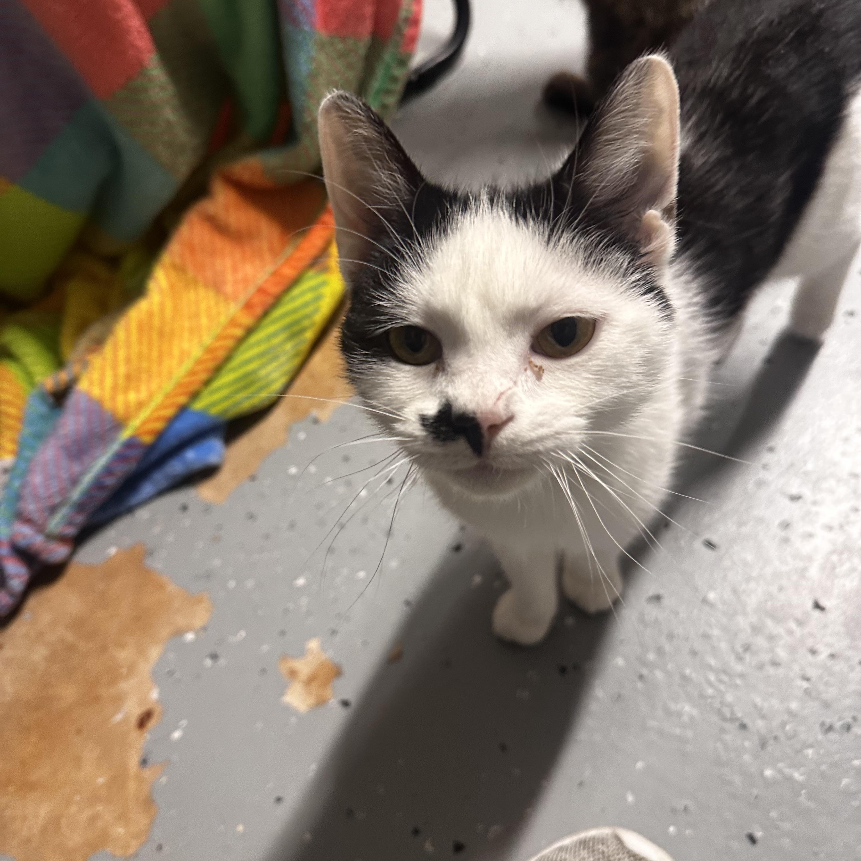 Enlarge Alora, a ADOPTABLE Domestic Short Hair in North East, MD image 3/3