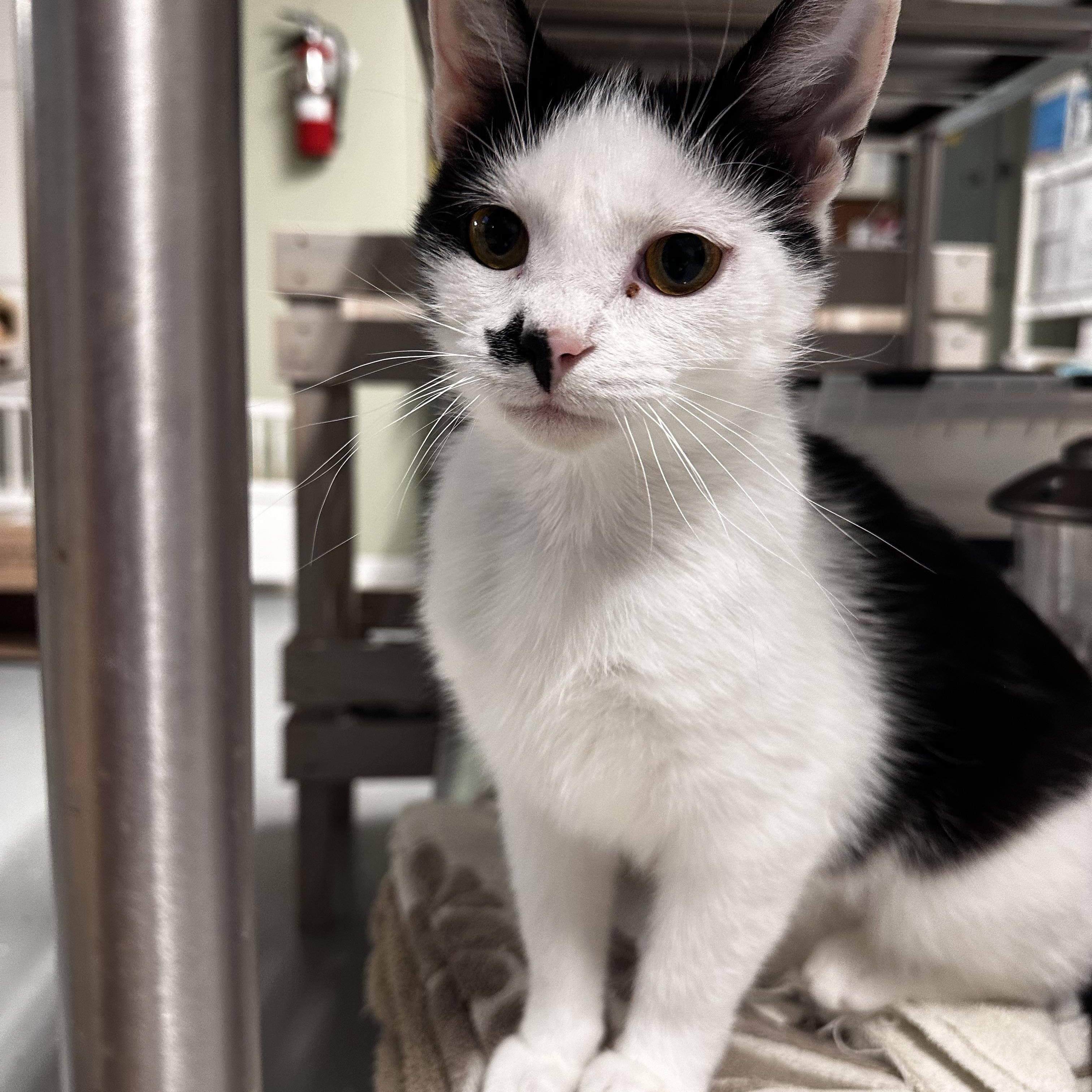 Enlarge Alora, a ADOPTABLE Domestic Short Hair in North East, MD image 2/3