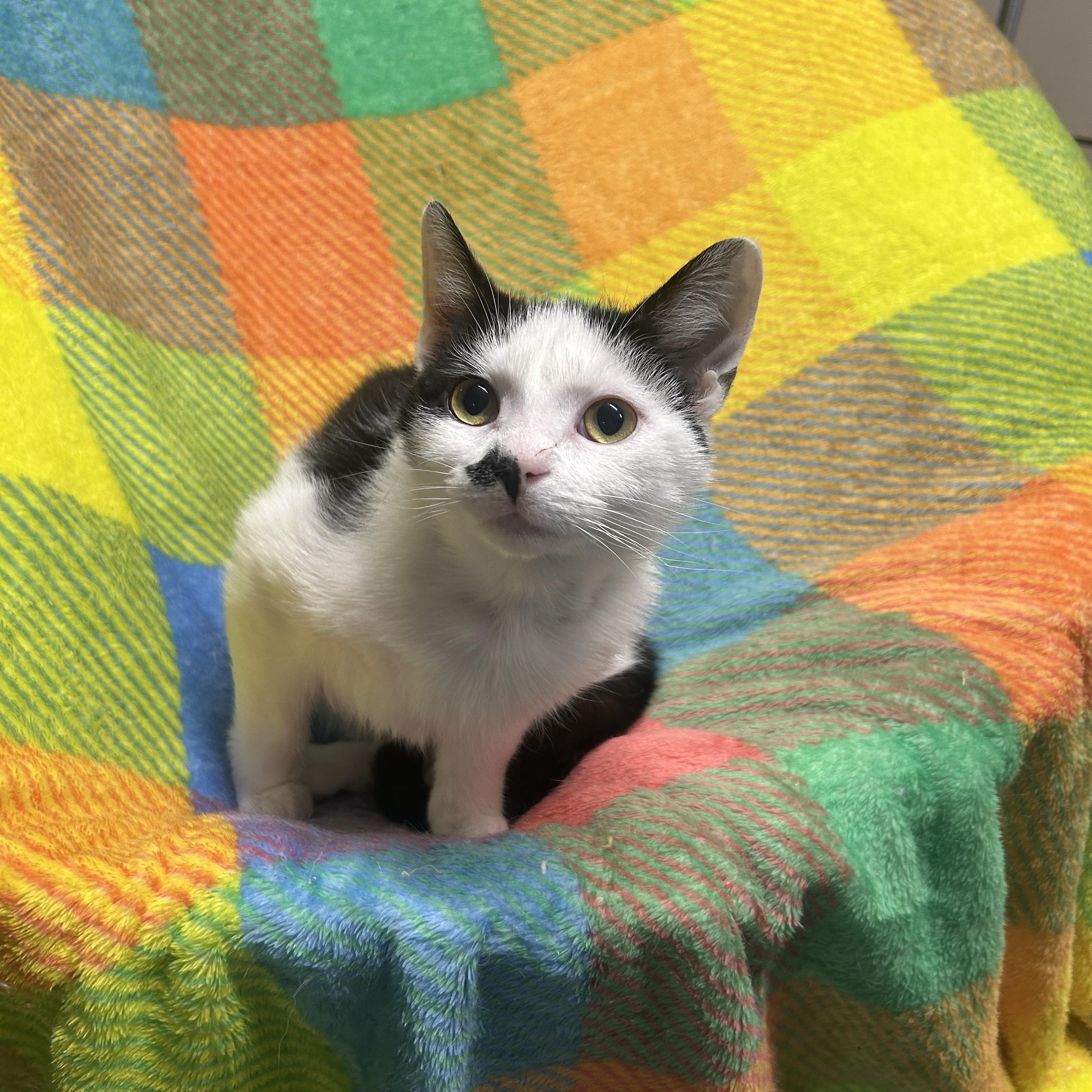 Alora, ADOPTABLE, Kitten Female Domestic Short Hair.