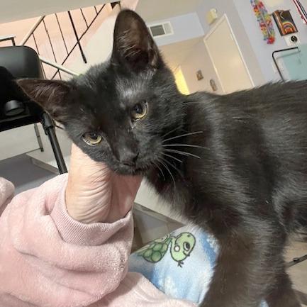 Bugsy, Adoptable, Kitten Male Domestic Short Hair.