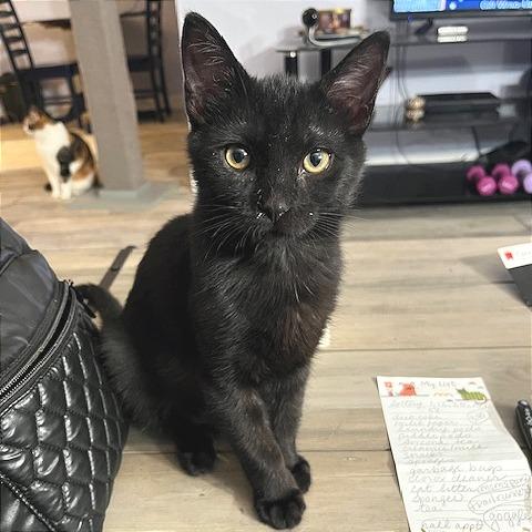 Enlarge Bugsy, a Adoptable Domestic Short Hair in Pleasant Hill, CA image 2/4