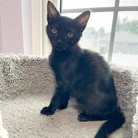 Enlarge Bugsy, a Adoptable Domestic Short Hair in Pleasant Hill, CA image 3/4