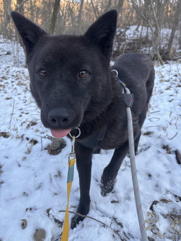 Kkami, Adoptable, Adult Female Jindo.