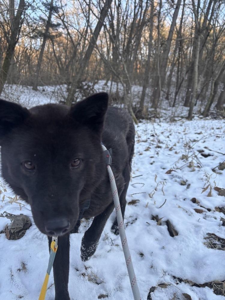 Enlarge Kkami, a Adoptable Jindo in Long Island City, NY image 2/3