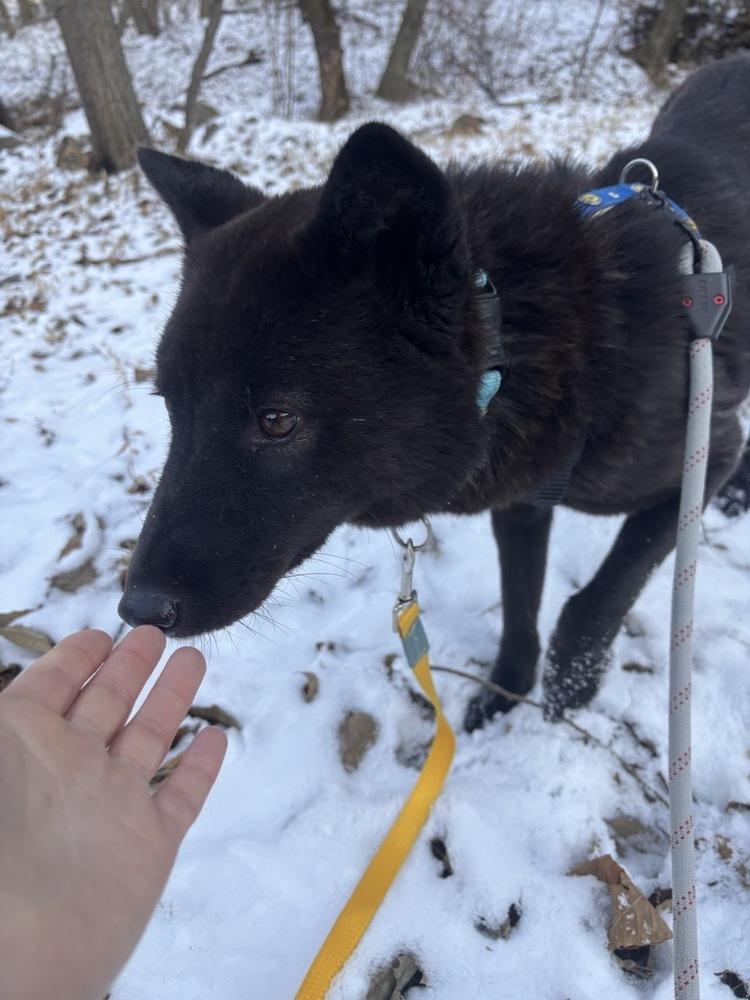 Enlarge Kkami, a Adoptable Jindo in Long Island City, NY image 3/3