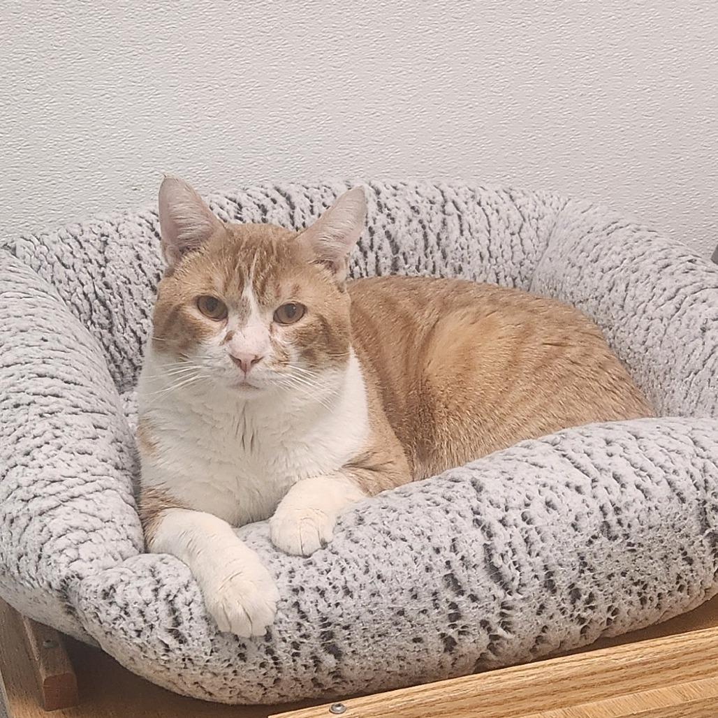 Farley, Adoptable, Adult Male Domestic Short Hair.