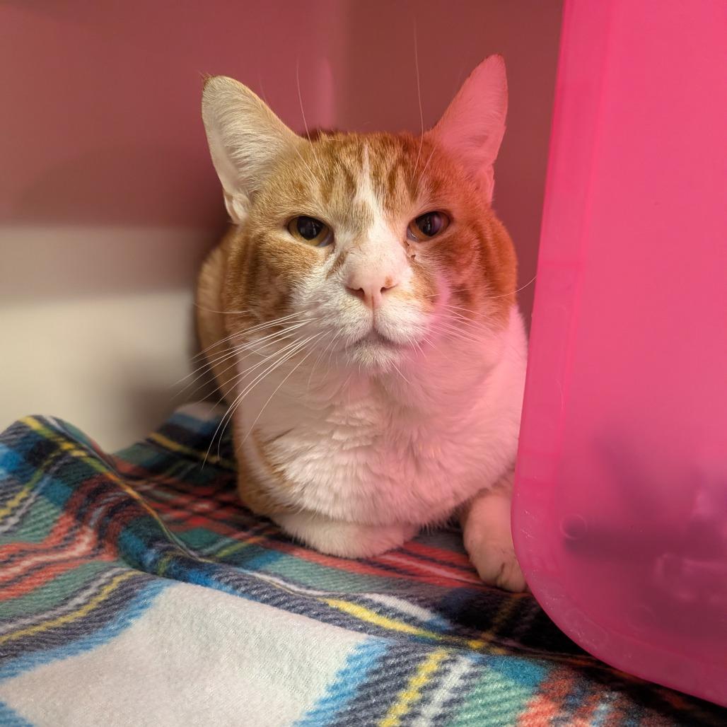 Farley, Adoptable, Adult Male Domestic Short Hair.