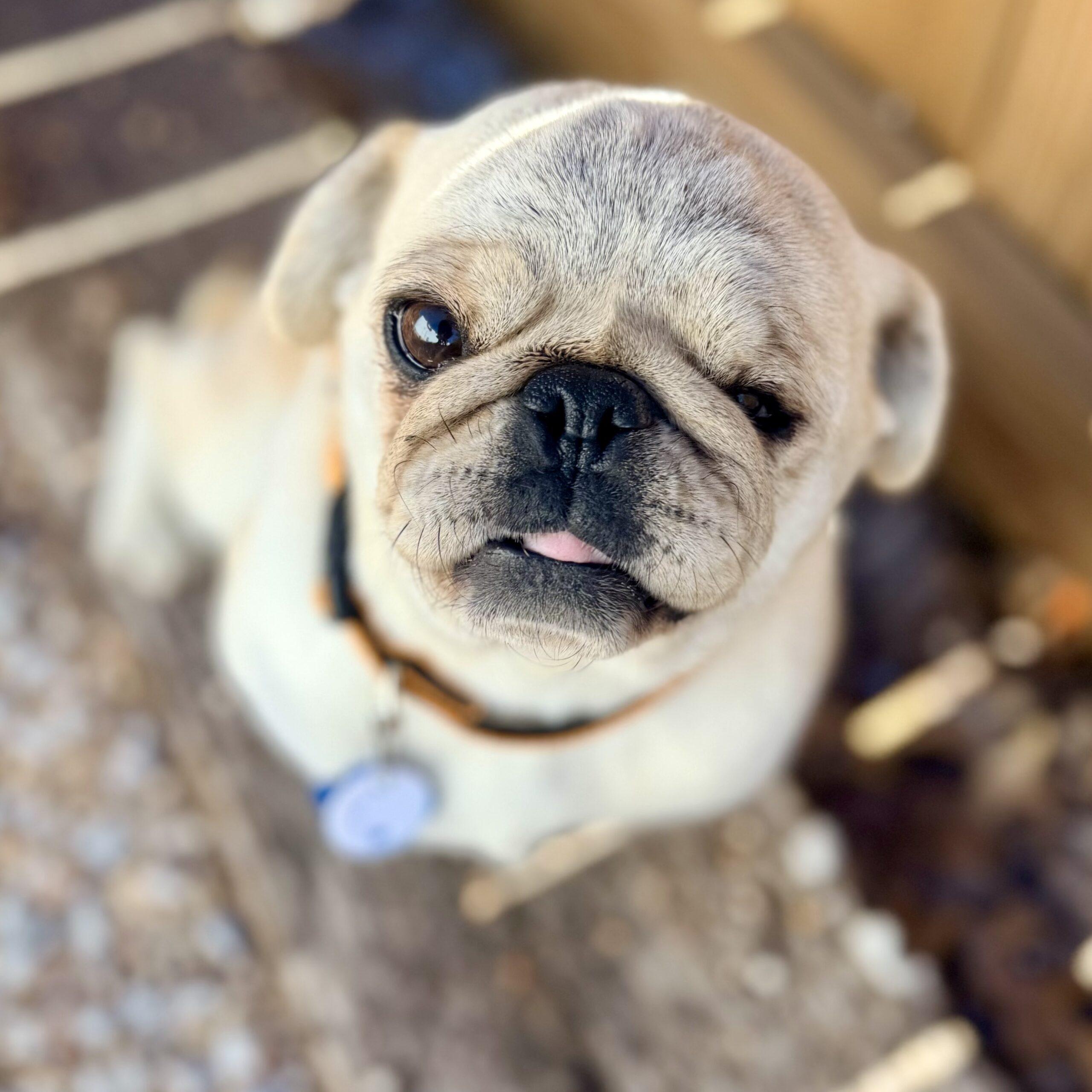 Snow, Adoptable, Young Female Pug.