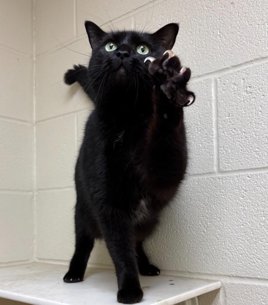 Stella, Adoptable, Adult Female Domestic Short Hair.