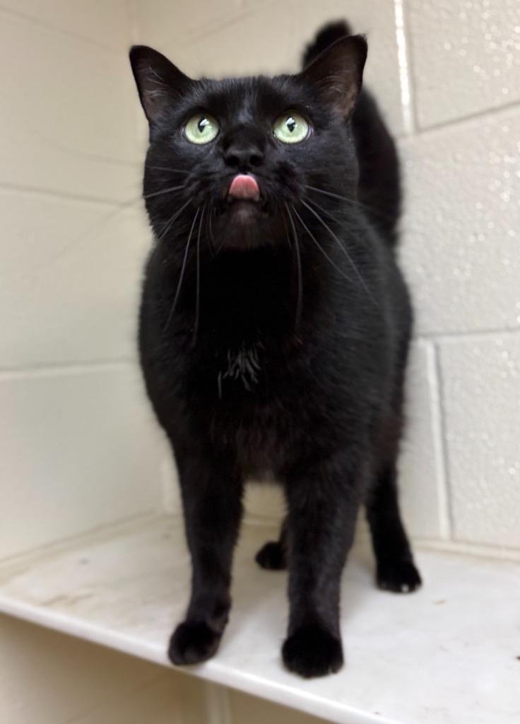 Enlarge Stella, a Adoptable Domestic Short Hair in Nacogdoches, TX image 2/6