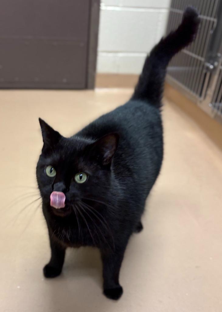 Enlarge Stella, a Adoptable Domestic Short Hair in Nacogdoches, TX image 3/6