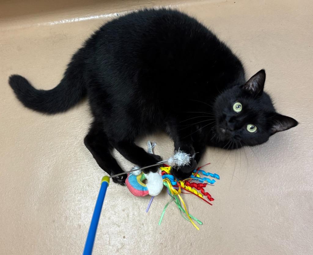 Enlarge Stella, a Adoptable Domestic Short Hair in Nacogdoches, TX image 5/6