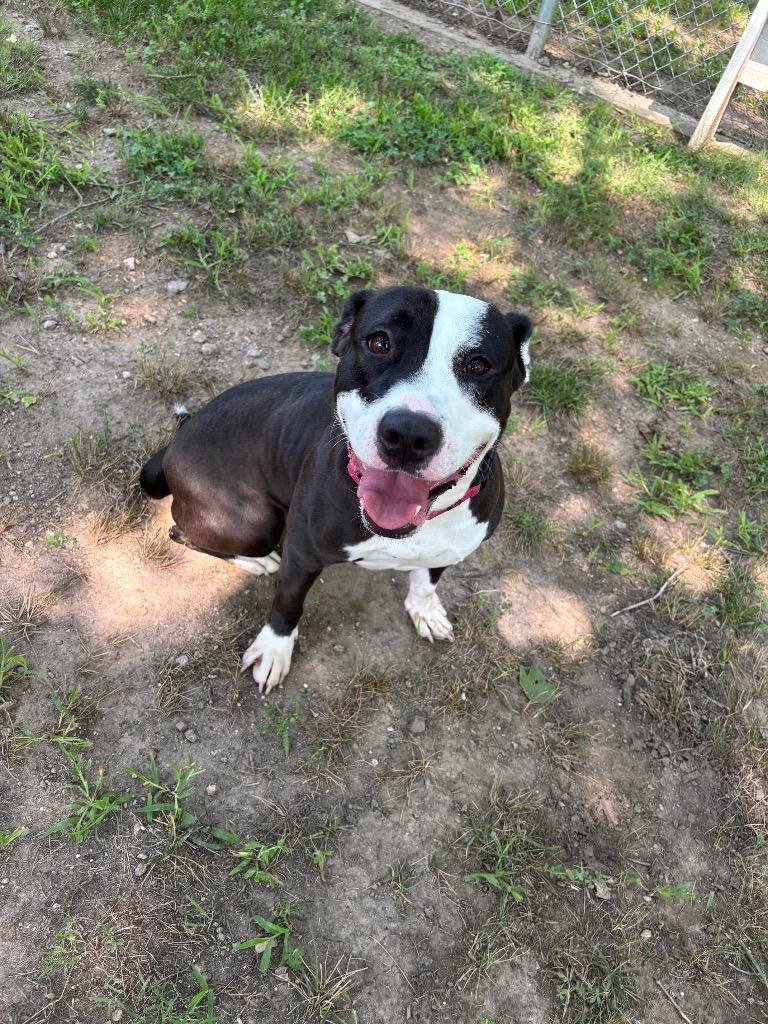 Benji, Adoptable, Adult Female Terrier.