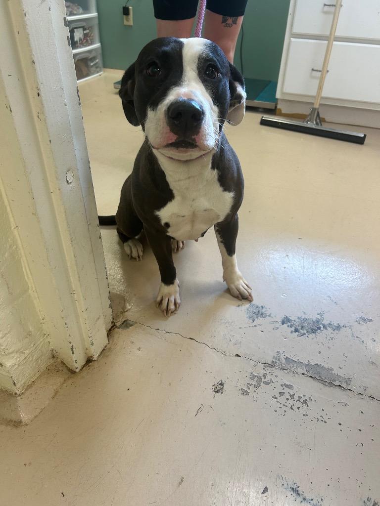 Benji, Adoptable, Adult Female Terrier.