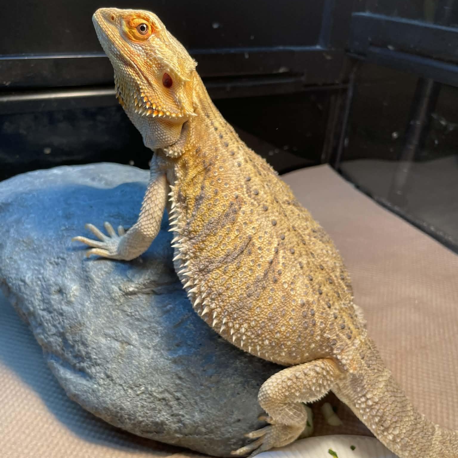 Enlarge Penelope, a ADOPTABLE Bearded Dragon in Durham, NC image 1/1