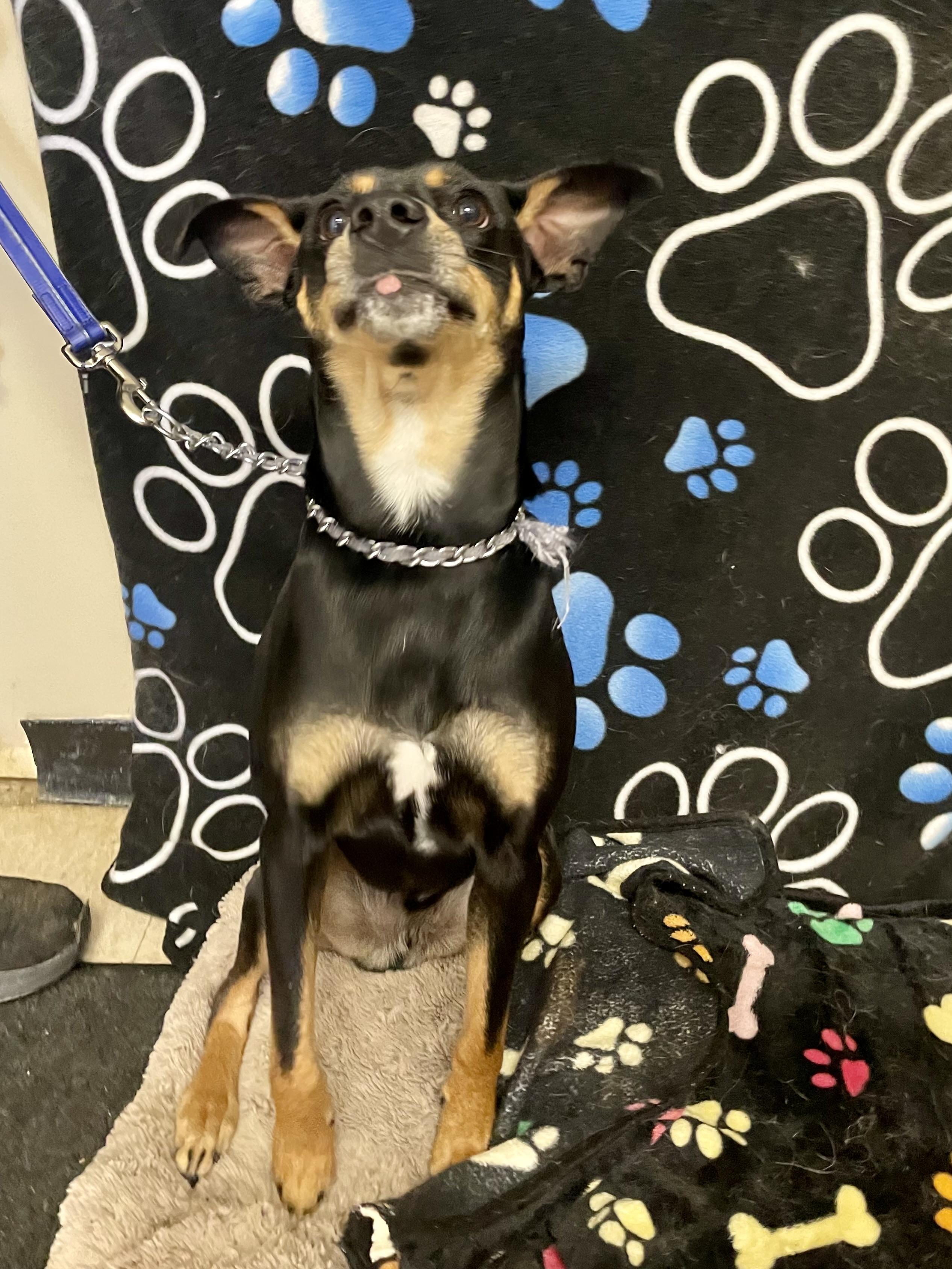 Enlarge Spike, a ADOPTABLE Feist in Washington Court House, OH image 2/3