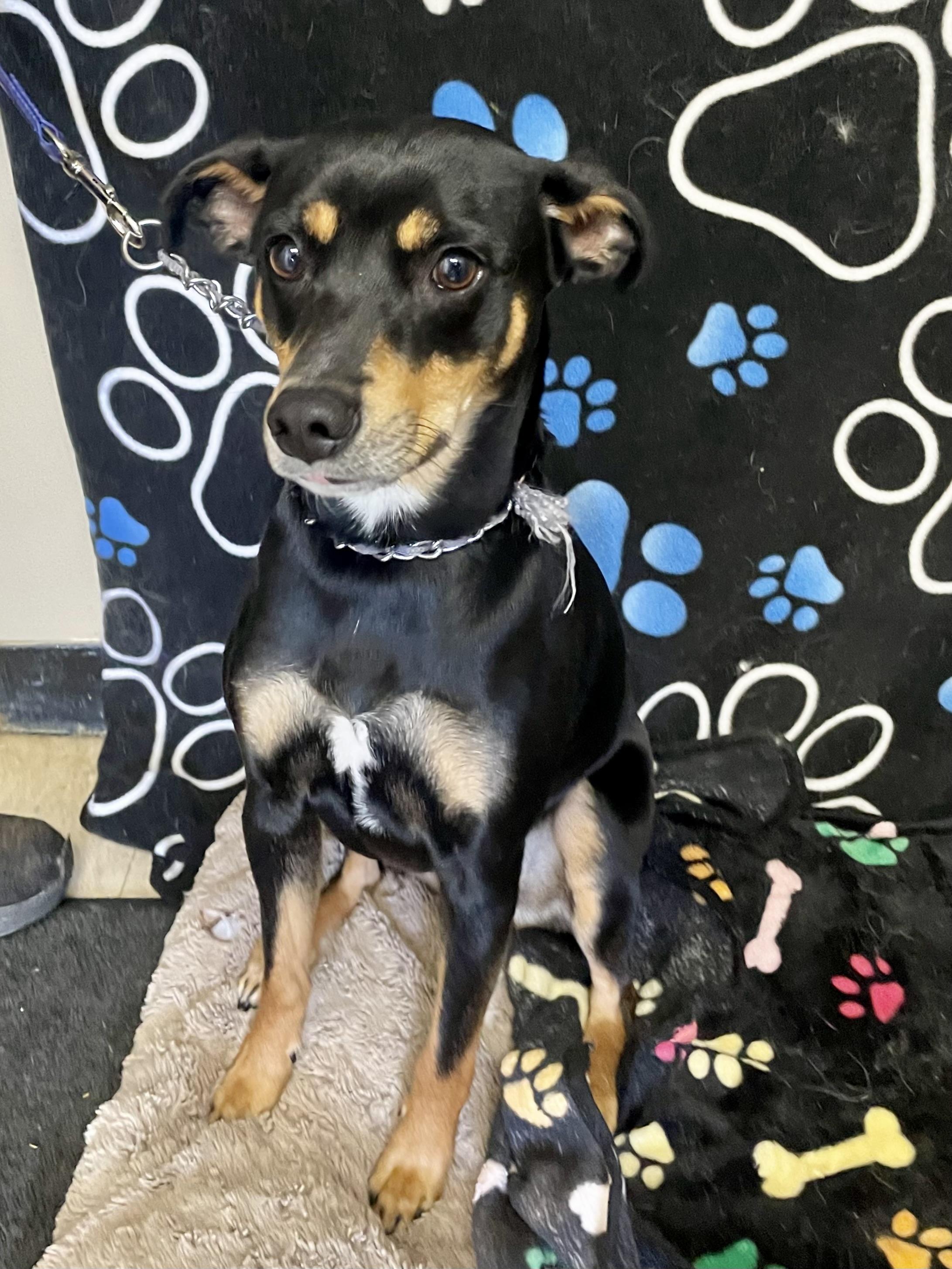 Enlarge Spike, a ADOPTABLE Feist in Washington Court House, OH image 1/3