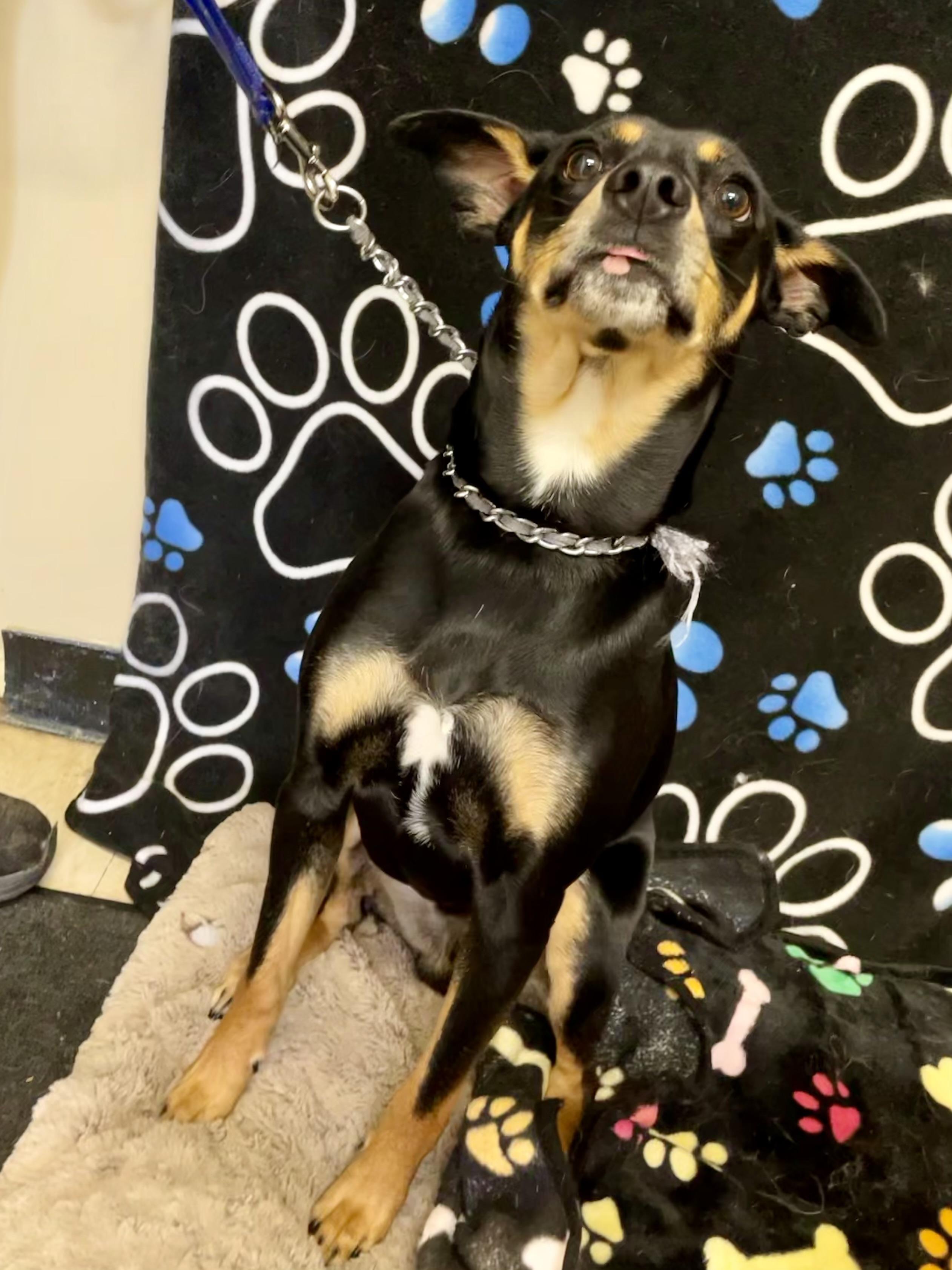 Enlarge Spike, a ADOPTABLE Feist in Washington Court House, OH image 3/3