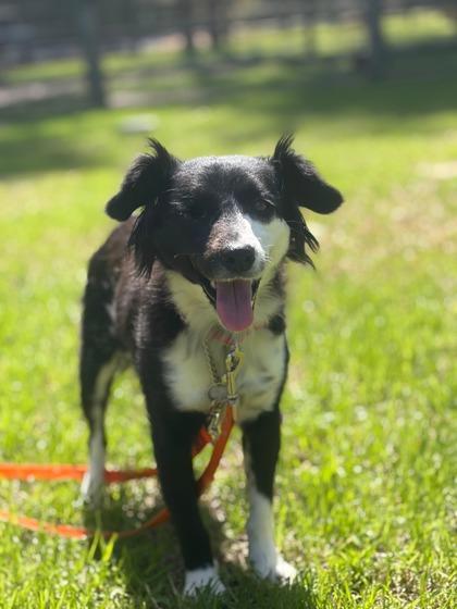 Enlarge Charity, a Adoptable mixed breed in Southern Pines, NC image 2/3