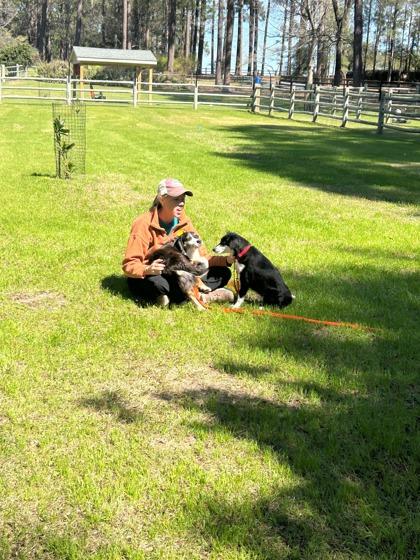 Enlarge Charity, a Adoptable mixed breed in Southern Pines, NC image 3/3