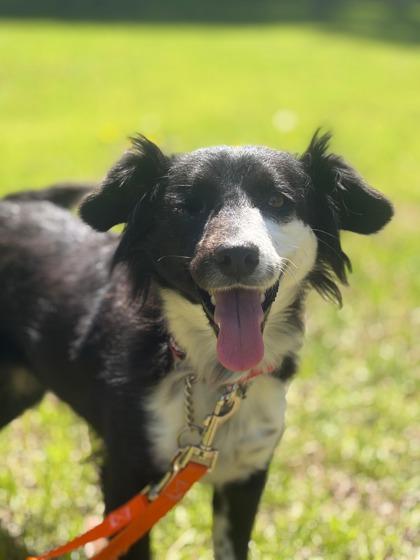 Enlarge Charity, a Adoptable mixed breed in Southern Pines, NC image 3/3