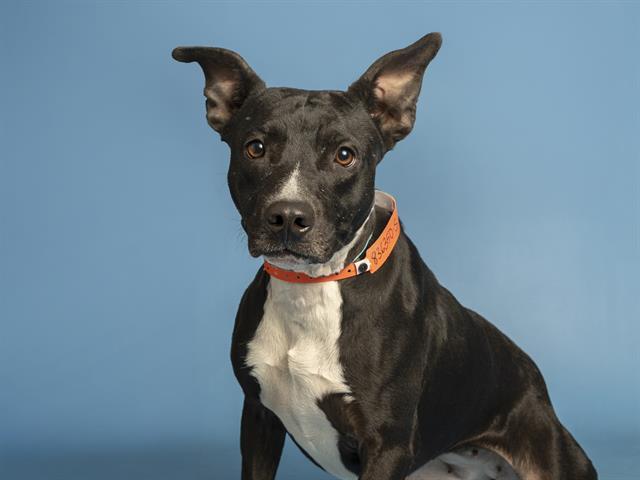 Enlarge STELLA, a Adoptable Pit Bull Terrier in Phoenix, AZ image 1/1