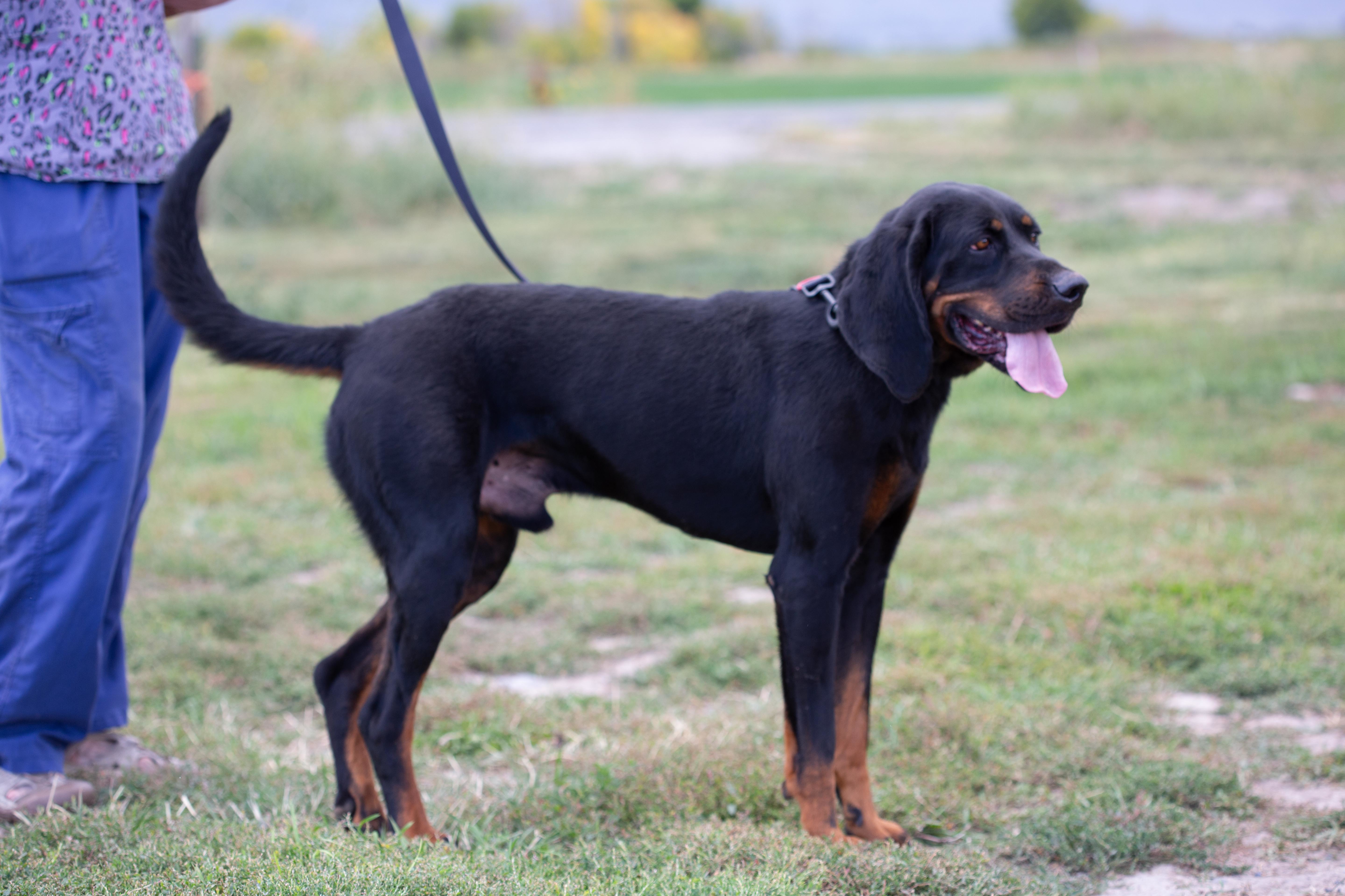 Bruce, a Adoptable Black and Tan Coonhound in Millville, UT image 1/6