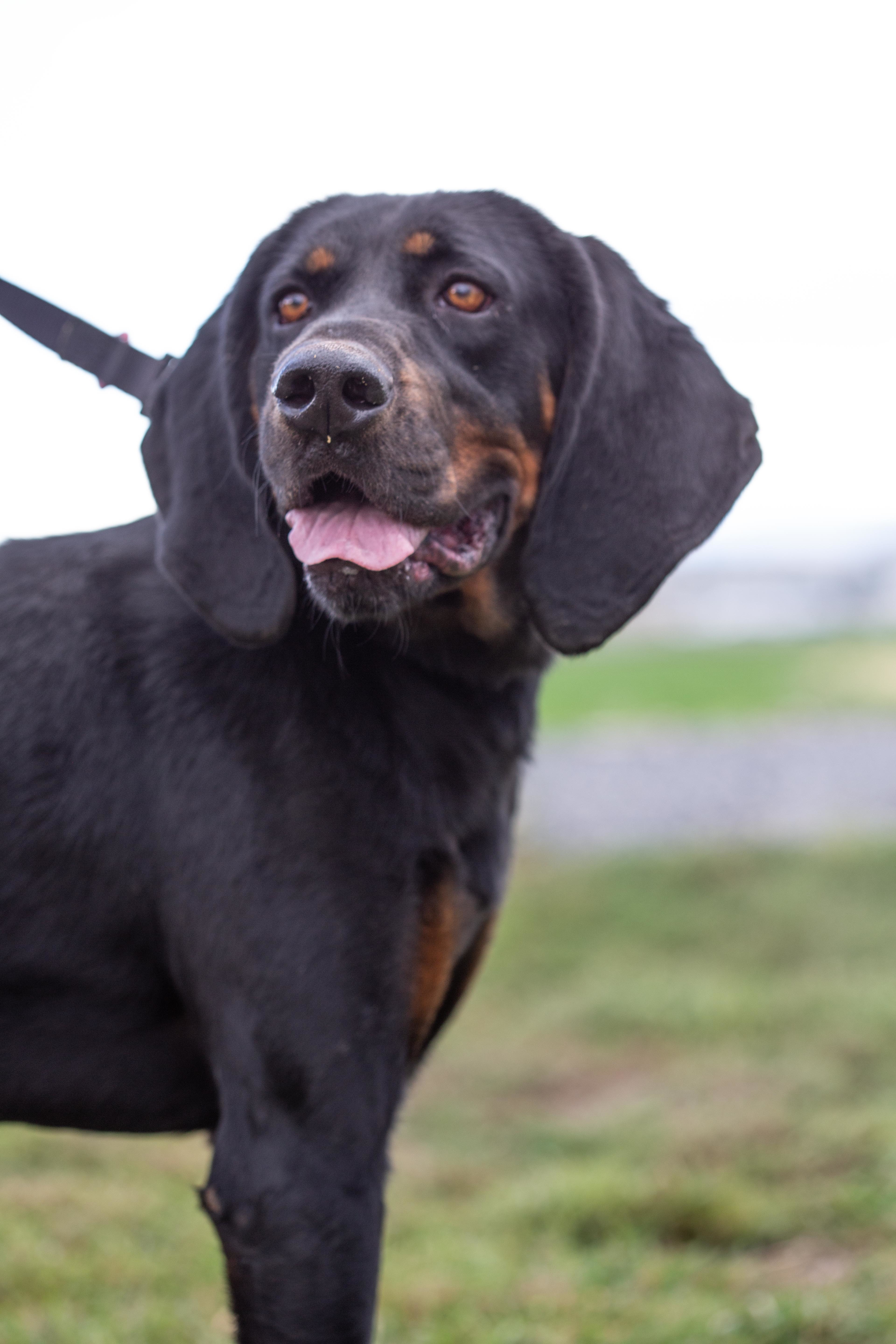Bruce, a Adoptable Black and Tan Coonhound in Millville, UT image 2/6