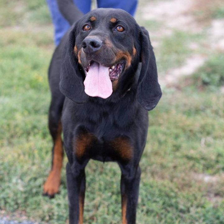 Bruce, a Adoptable Black and Tan Coonhound in Millville, UT image 3/6