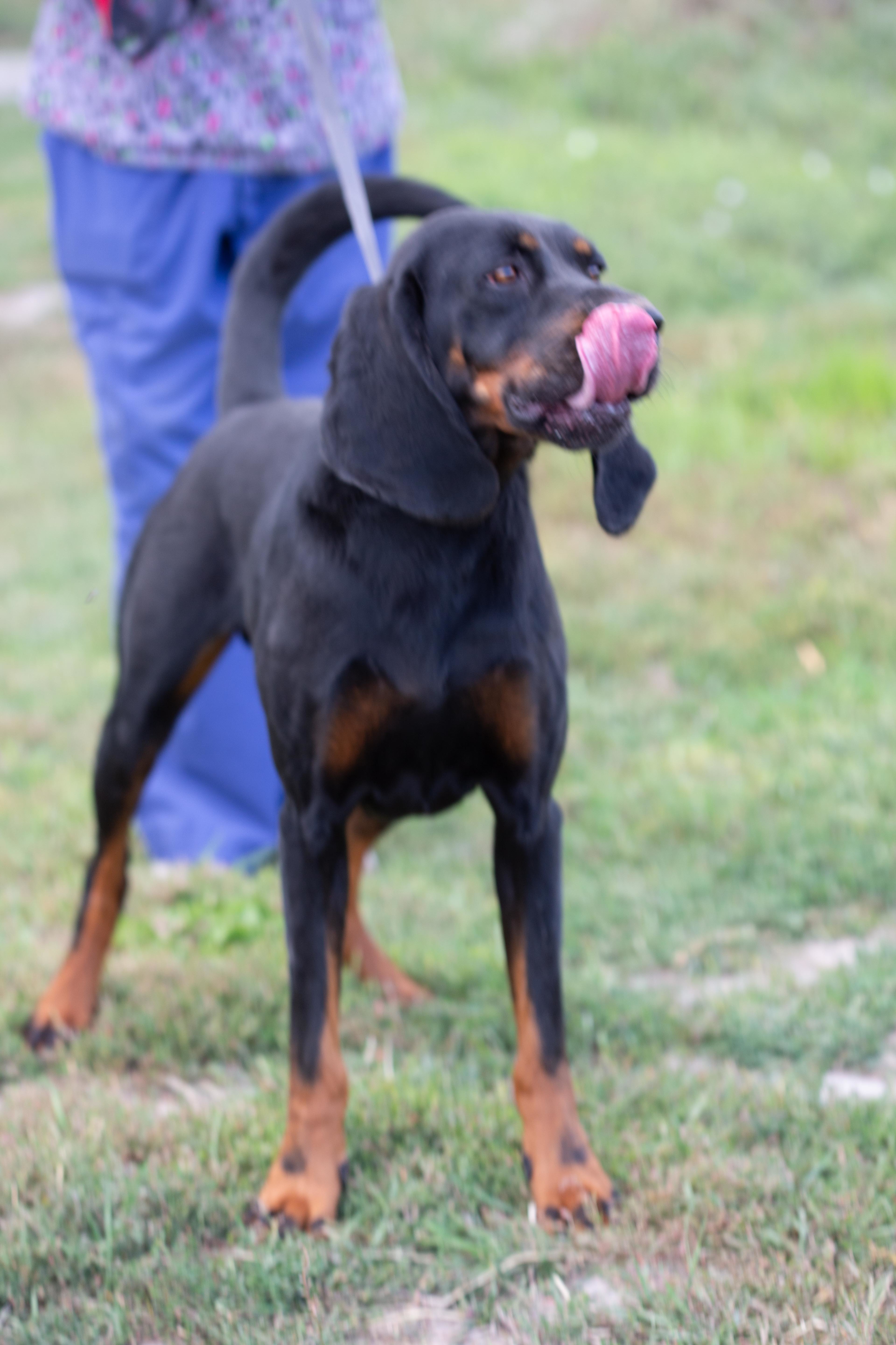 Bruce, a Adoptable Black and Tan Coonhound in Millville, UT image 4/6