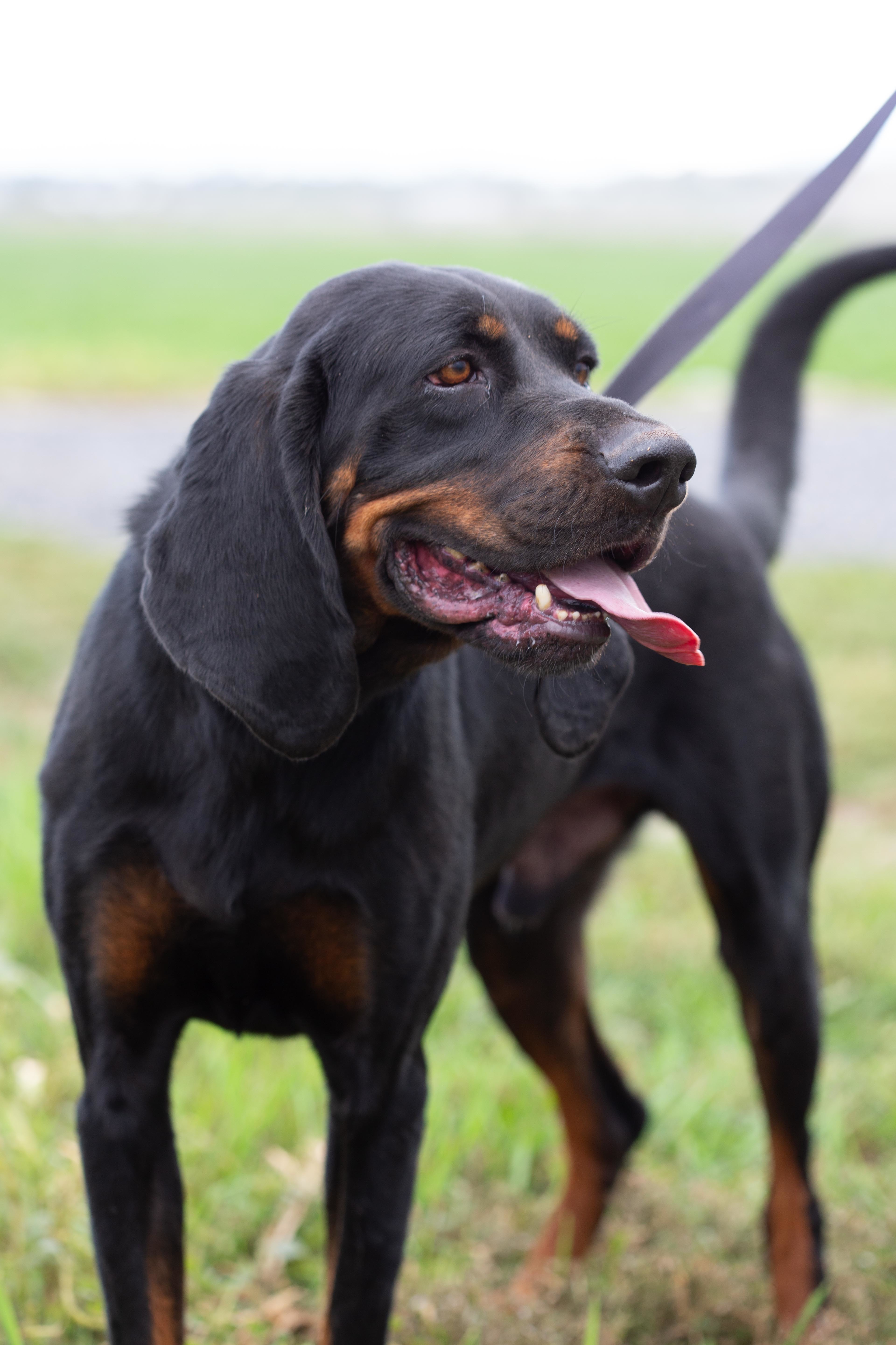 Bruce, a Adoptable Black and Tan Coonhound in Millville, UT image 5/6