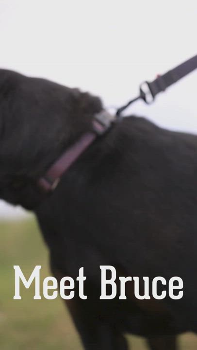 Enlarge Bruce, a Adoptable Black and Tan Coonhound in Millville, UT video 6/6