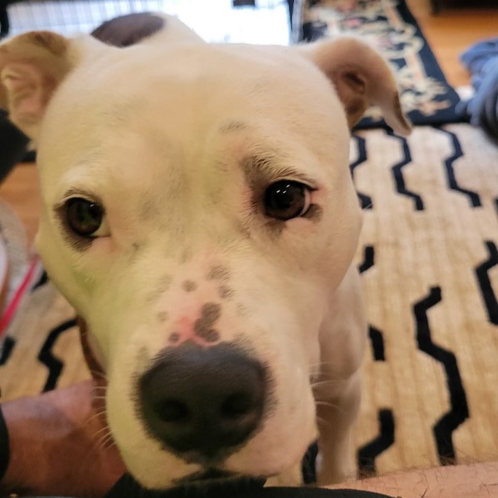 Dog for adoption Brutus, a Pit Bull Terrier Mix in Jamaica Plain, MA