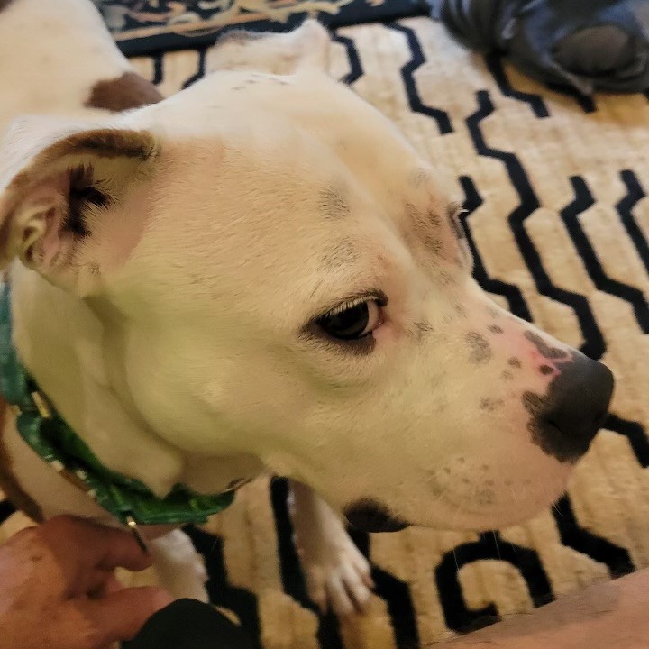 Dog for adoption Brutus, a Pit Bull Terrier Mix in Jamaica Plain, MA