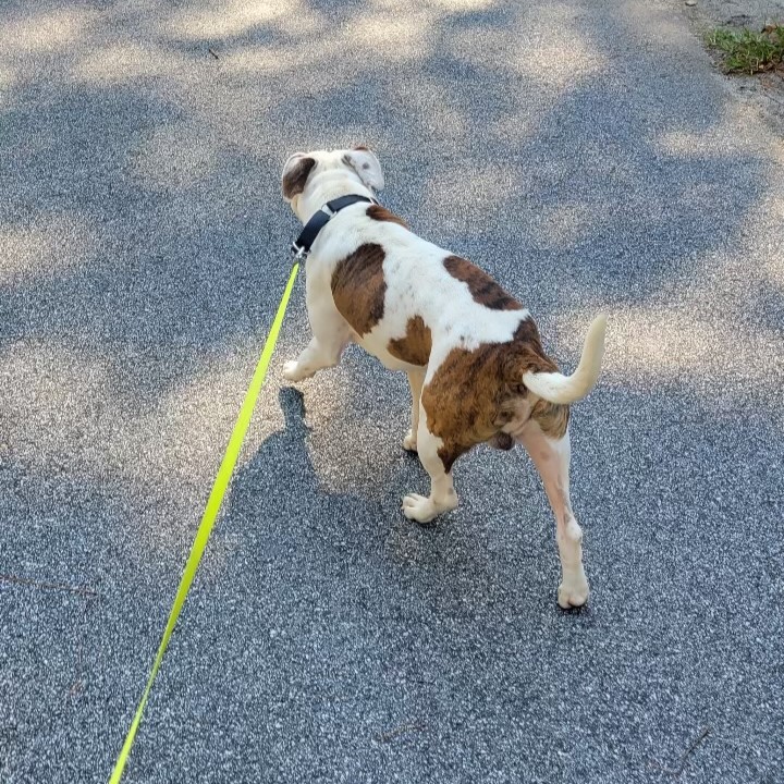 Dog for adoption Brutus, a Pit Bull Terrier Mix in Jamaica Plain, MA