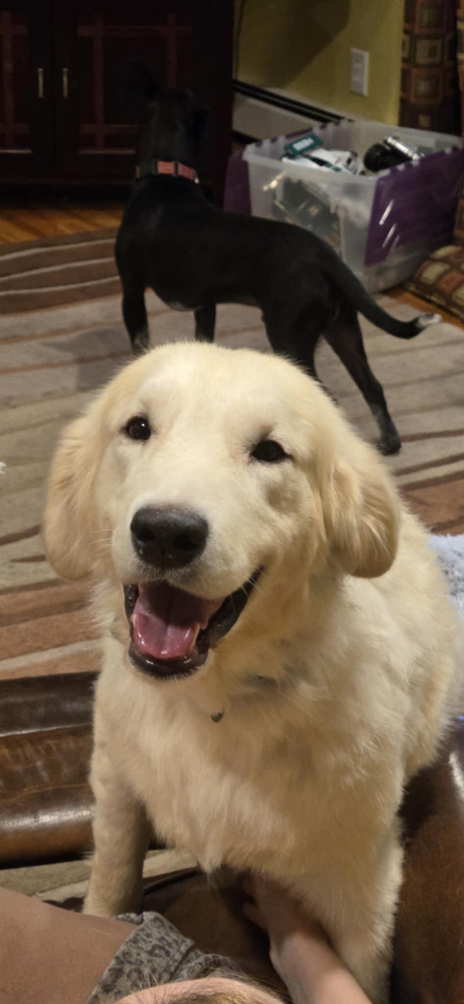 Dog for adoption - Ozzy, a Golden Retriever in Albany, NY | Petfinder
