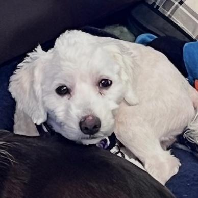 Enlarge Franz, an adopted mixed breed in Libertyville, IL image 3/4