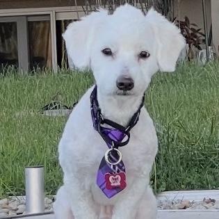 Franz, adopted, Adult Male Maltese.