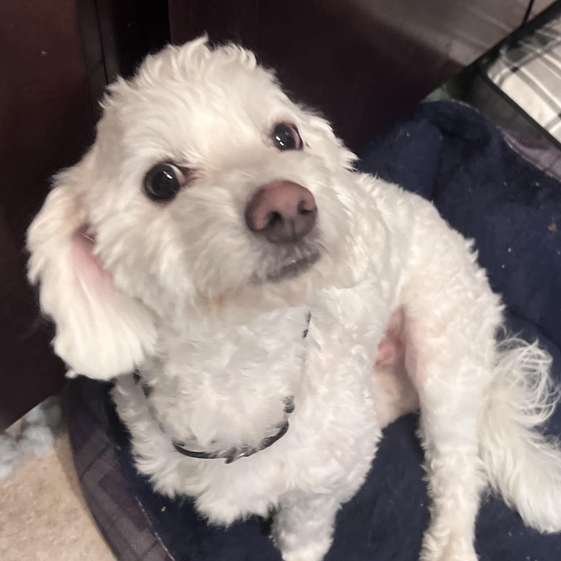 Enlarge Franz, an adopted mixed breed in Libertyville, IL image 4/4
