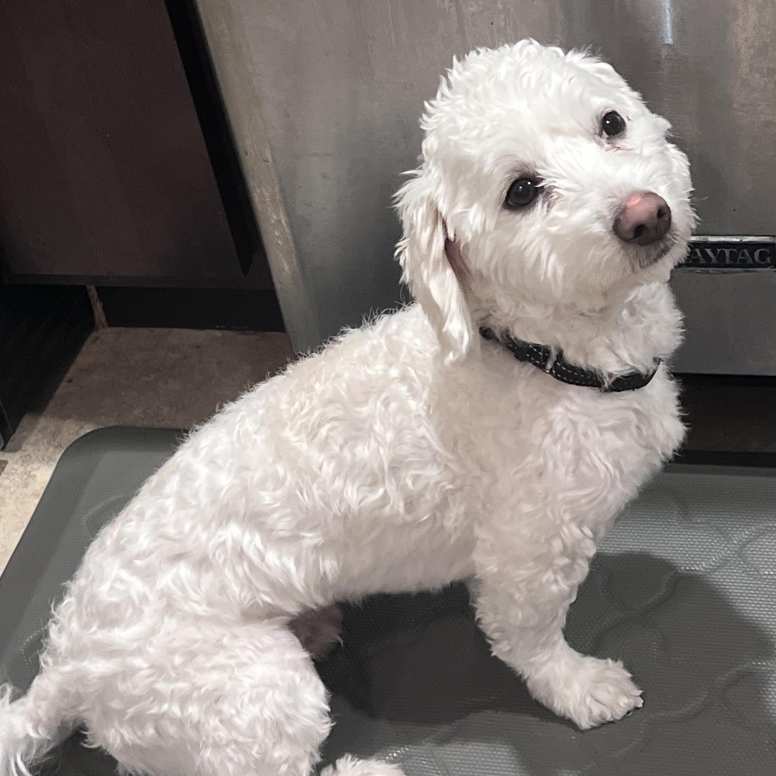 Enlarge Franz, an adopted mixed breed in Libertyville, IL image 2/4