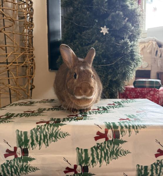 Fernando, Adoptable, Adult Male Bunny Rabbit.
