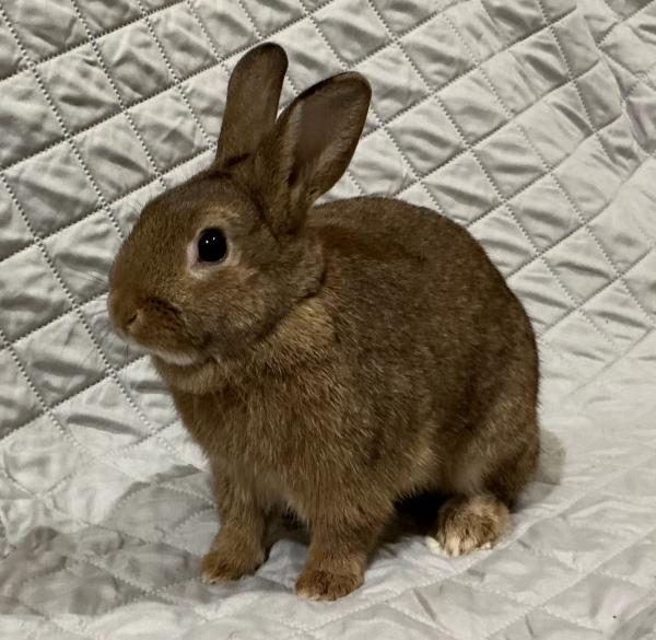 Fernando, Adoptable, Adult Male Bunny Rabbit.