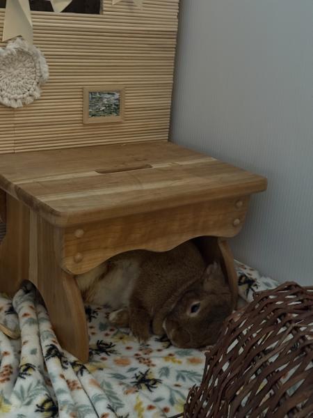 Enlarge Fernando, a Adoptable Bunny Rabbit in Kalamazoo, MI image 2/4