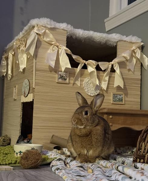 Enlarge Fernando, a Adoptable Bunny Rabbit in Kalamazoo, MI image 3/4