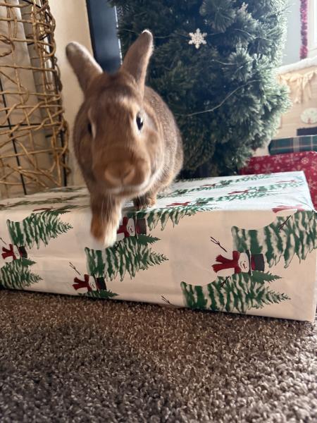 Enlarge Fernando, a Adoptable Bunny Rabbit in Kalamazoo, MI image 4/4