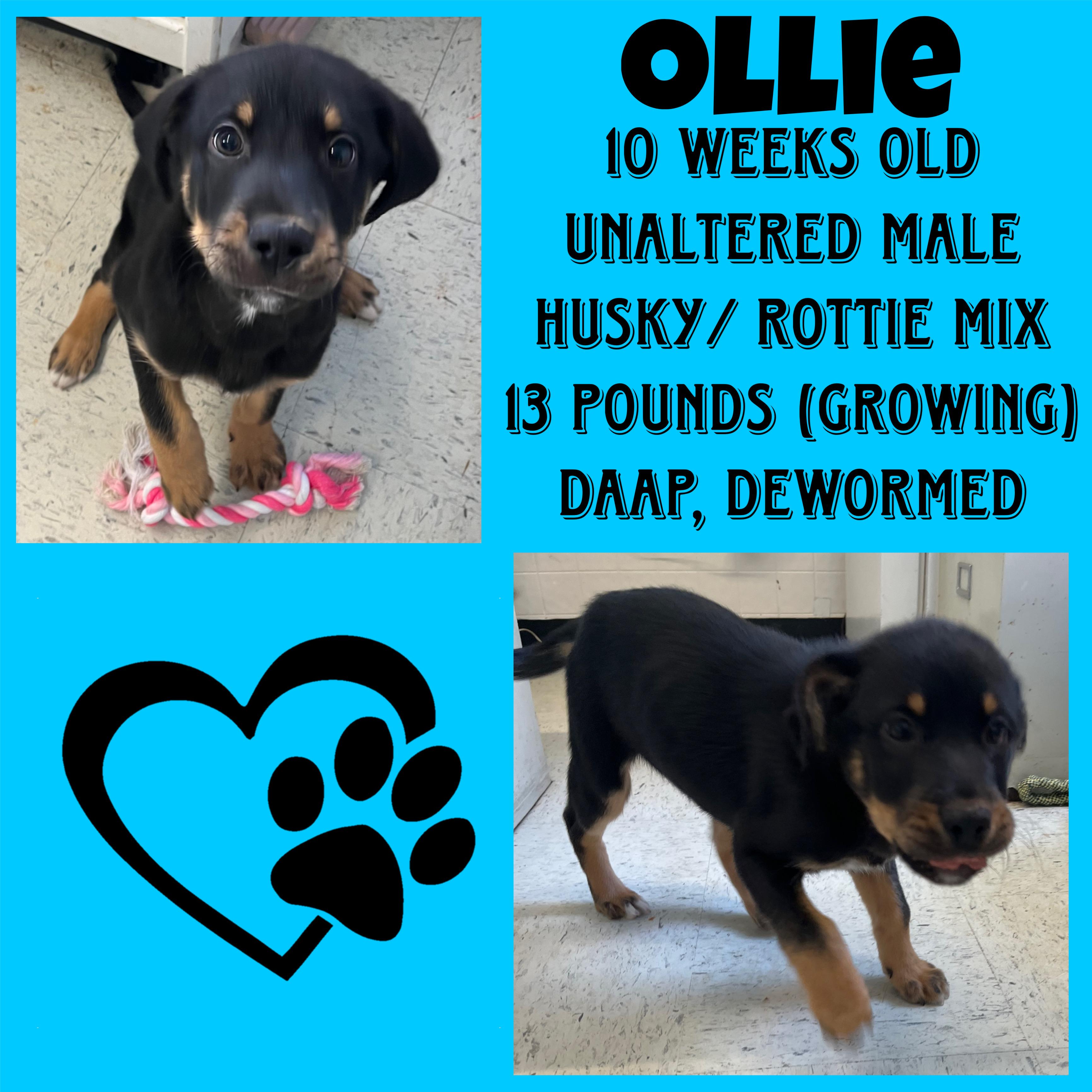 Ollie, adopted, Puppy Male Rottweiler & Husky.